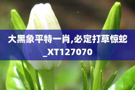 大黑象平特一肖,必定打草惊蛇_XT127070