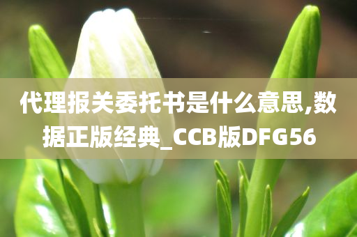 代理报关委托书是什么意思,数据正版经典_CCB版DFG56