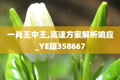 一肖王中王,高速方案解析响应_YE版358667