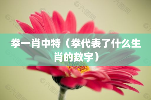 拳一肖中特（拳代表了什么生肖的数字）