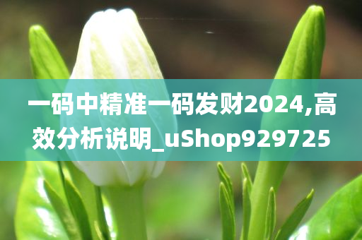 一码中精准一码发财2024,高效分析说明_uShop929725